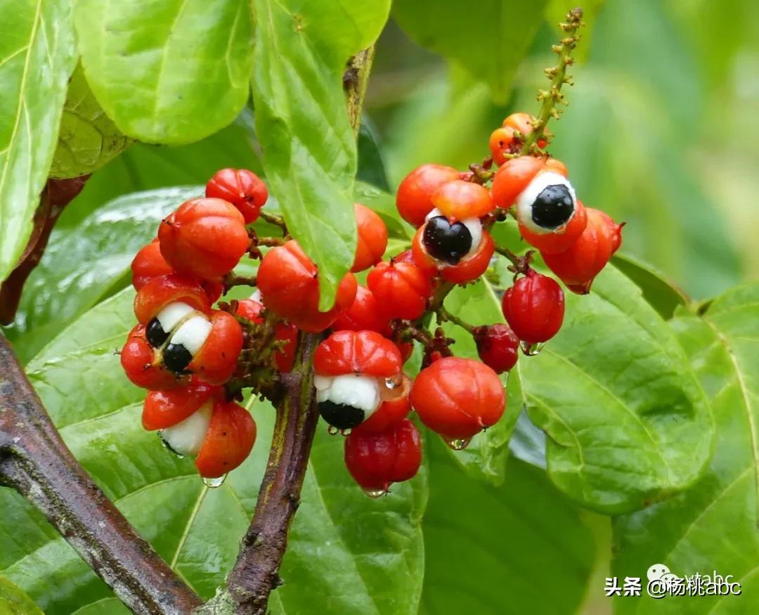 网络热门野生水果鉴定,鉴定网络热门水果仙人掌果实