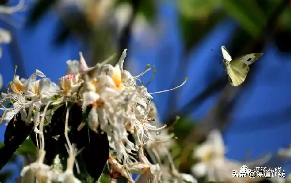 一位候鸟对苏马荡最美小地方的释义,及其未来发展要讲的话