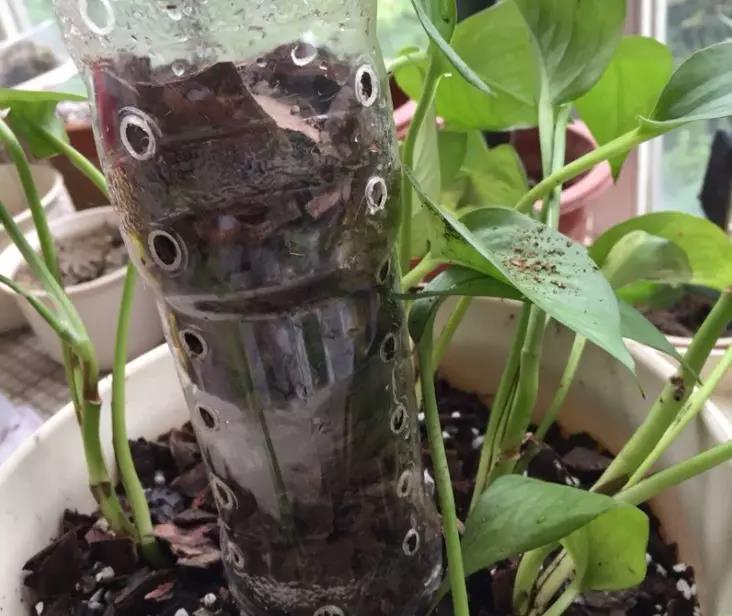 家里养绿萝小技巧,盆栽绿萝怎么长成树