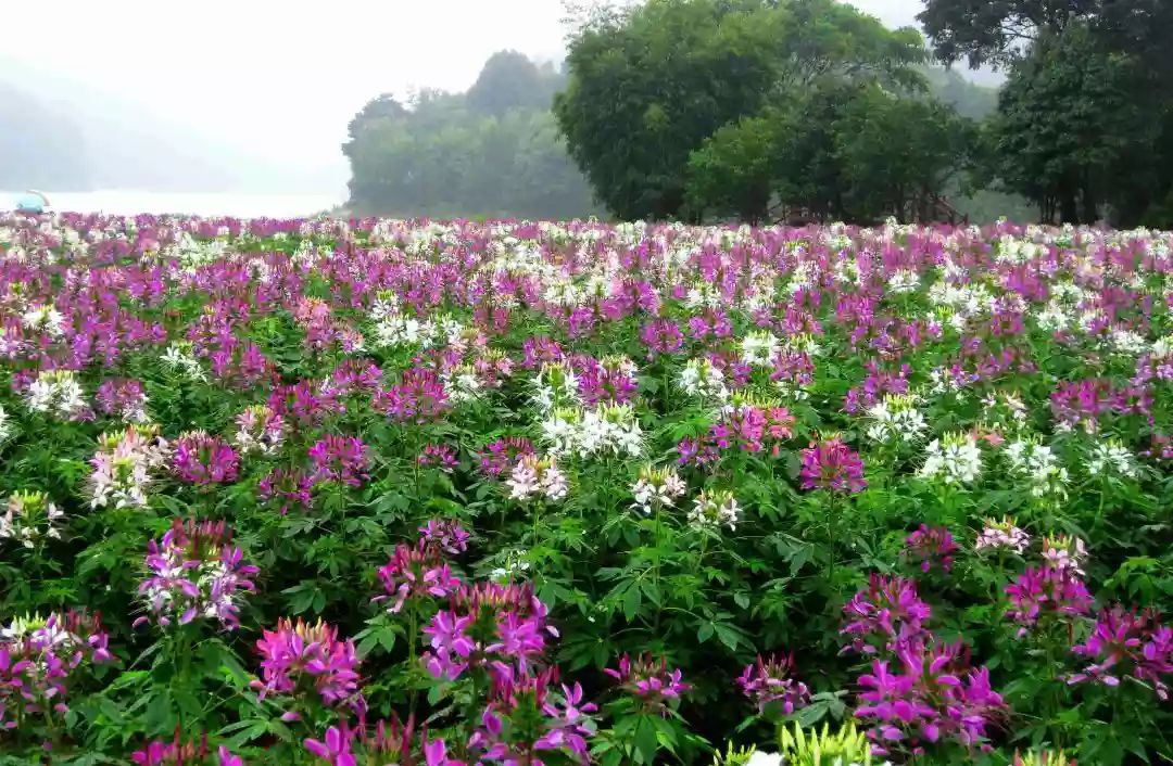 100种常见观叶植物图鉴史上最全,农村常见的100种植物
