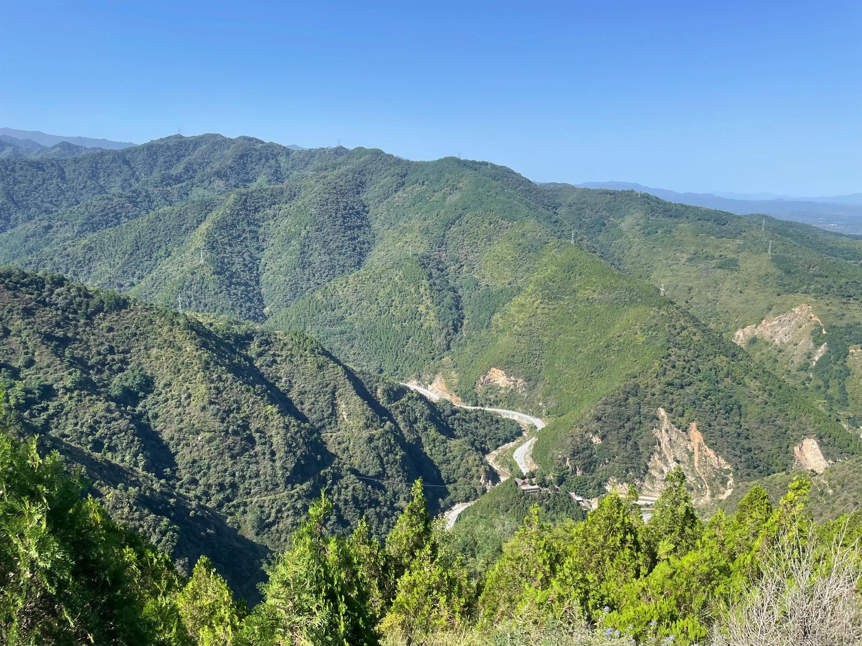 白雀寺神树视频,白雀寺供奉哪位菩萨