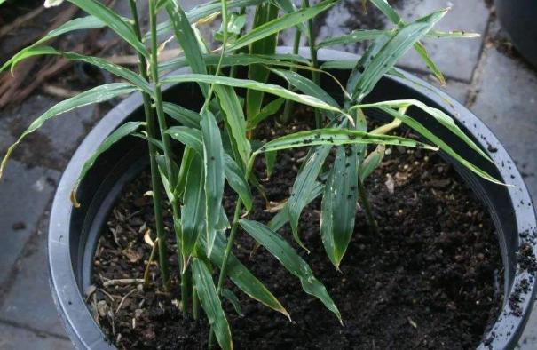 生姜盆景造型,生姜水养盆景的方法