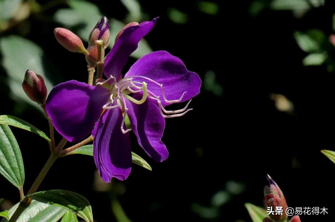 牡丹和观赏牡丹区别,牡丹的形态特征与什么花不同