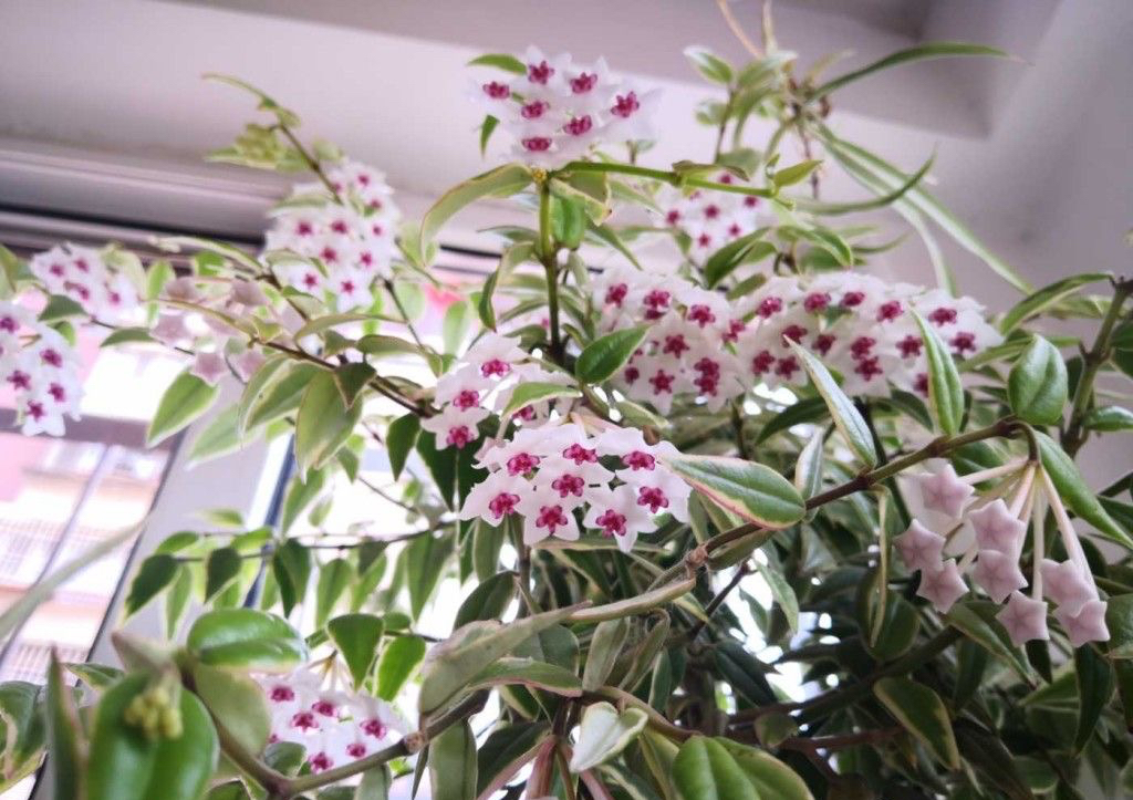 家里养兰实用技艺,如何养球兰能开花