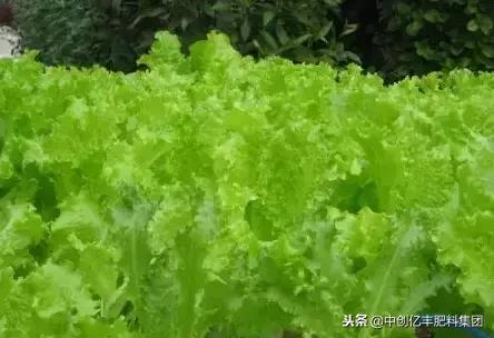 生菜种子怎么催芽最快,生菜种子发芽后怎么防止徒长