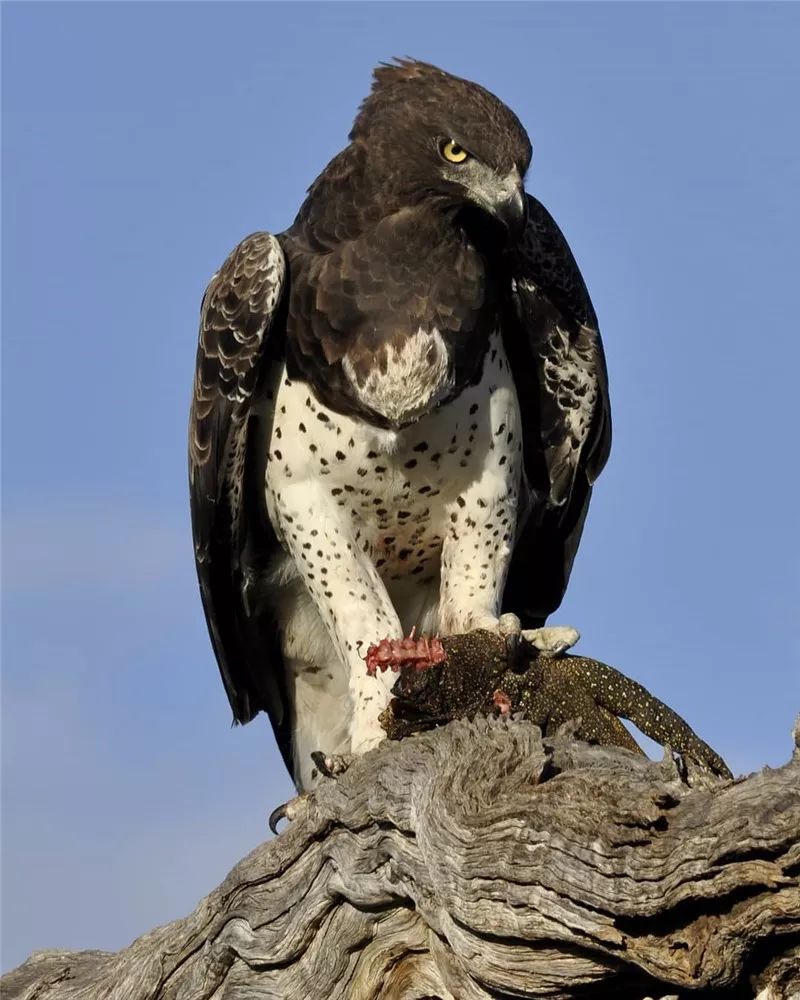 鹰姿风采,英姿飒爽