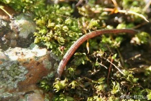 蚂蝗为什么被称为吸血鬼,山蚂蝗的惊悚故事