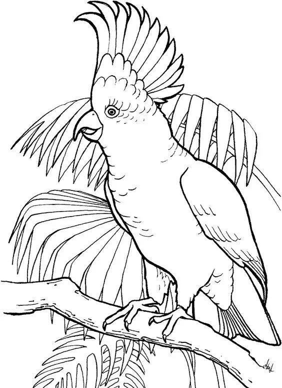 鸟类工笔画步骤,宋代名画工笔花鸟白描稿图文