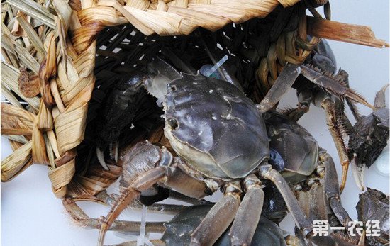 螃蟹常见疾病要用什么药,螃蟹病症有哪些