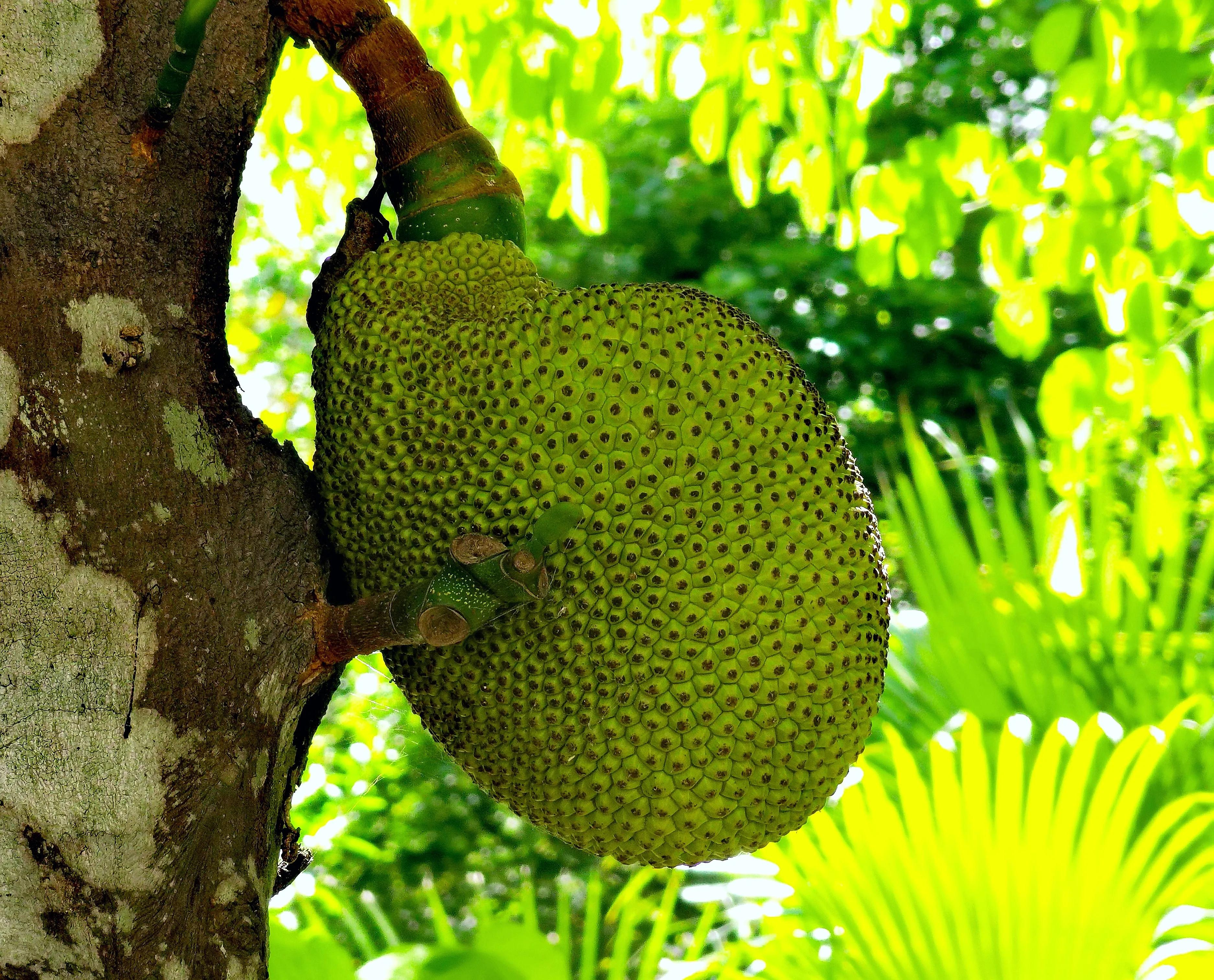 小区“花果山”的世界上最重的水果成熟了，种子更好吃