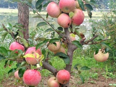 苹果盆景最好老桩,苹果盆景为什么不结果