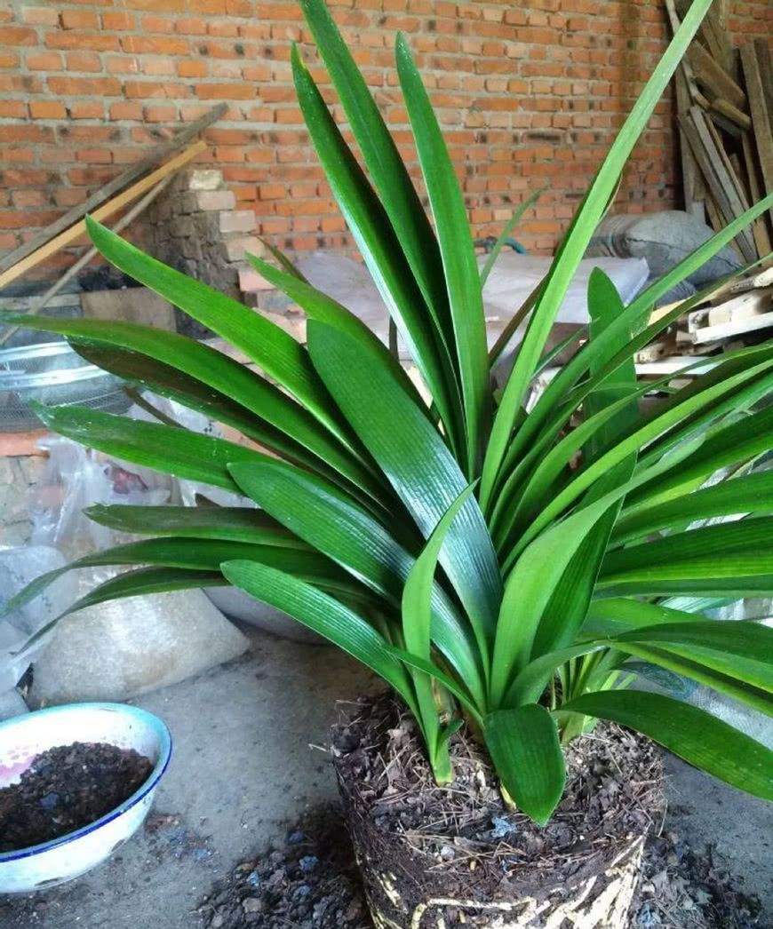 怎样才能使君子兰每年都能开花,如何让君子兰开花长得旺