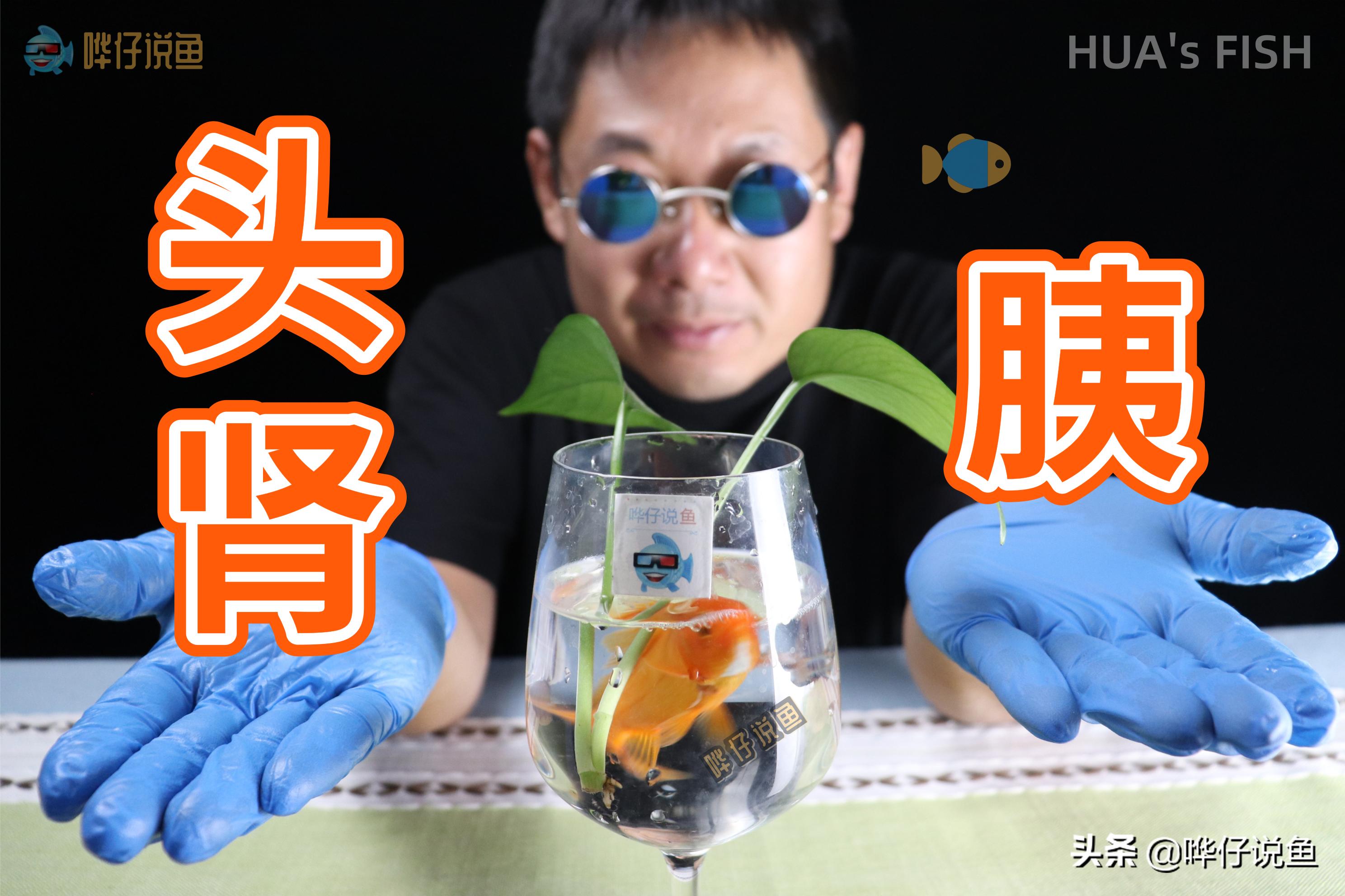 观赏鱼跳缸怎么解决,刚买回来的锦鲤跳缸是怎么回事