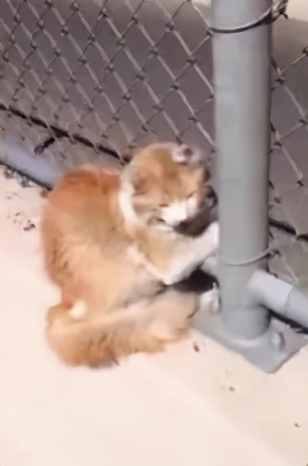 一只猫咪出了车祸,猫咪遇难被好心人救下