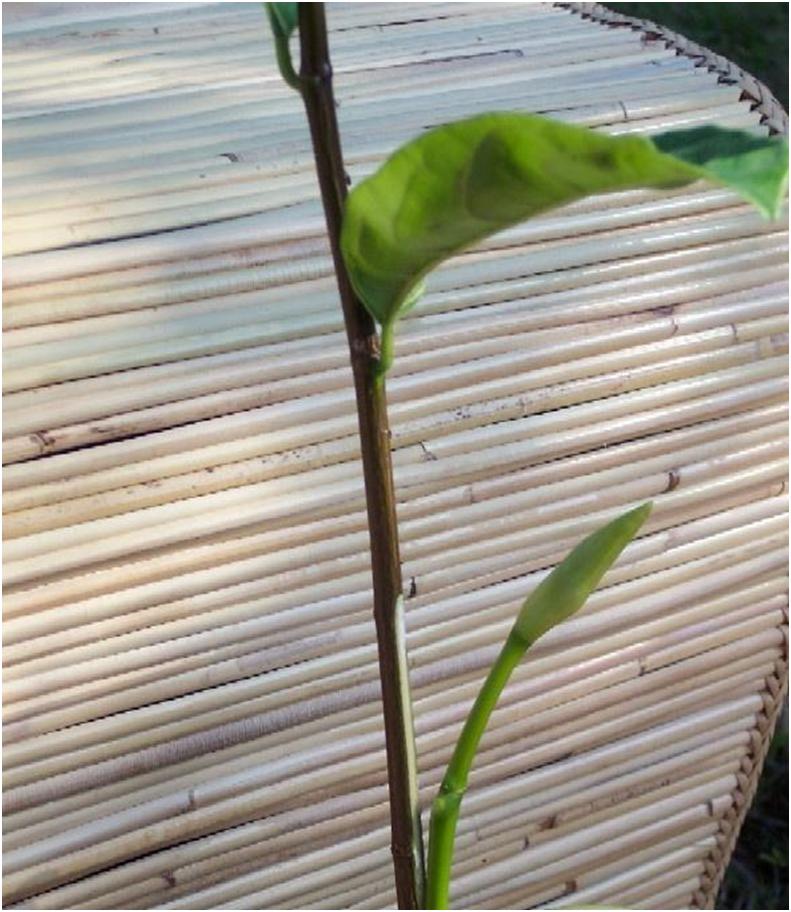 野生菠萝蜜是怎样繁殖的,高压繁殖菠萝蜜树能种吗