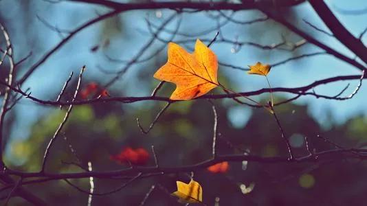 一个女人和那些车-,下