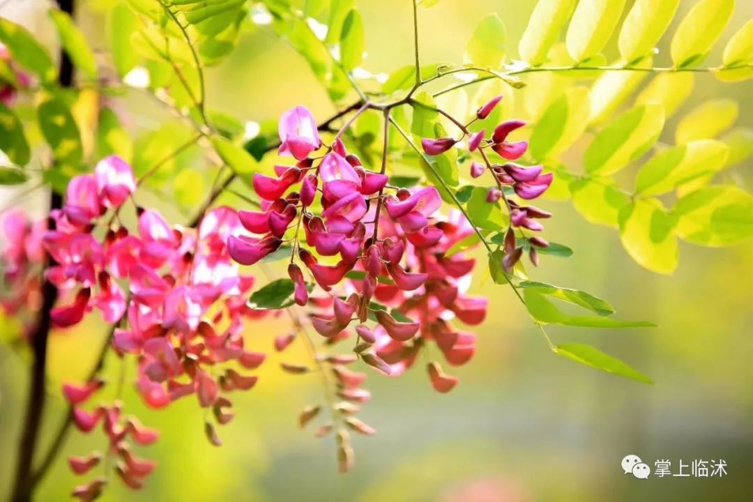 航拍最美临沭,临沭最美风景