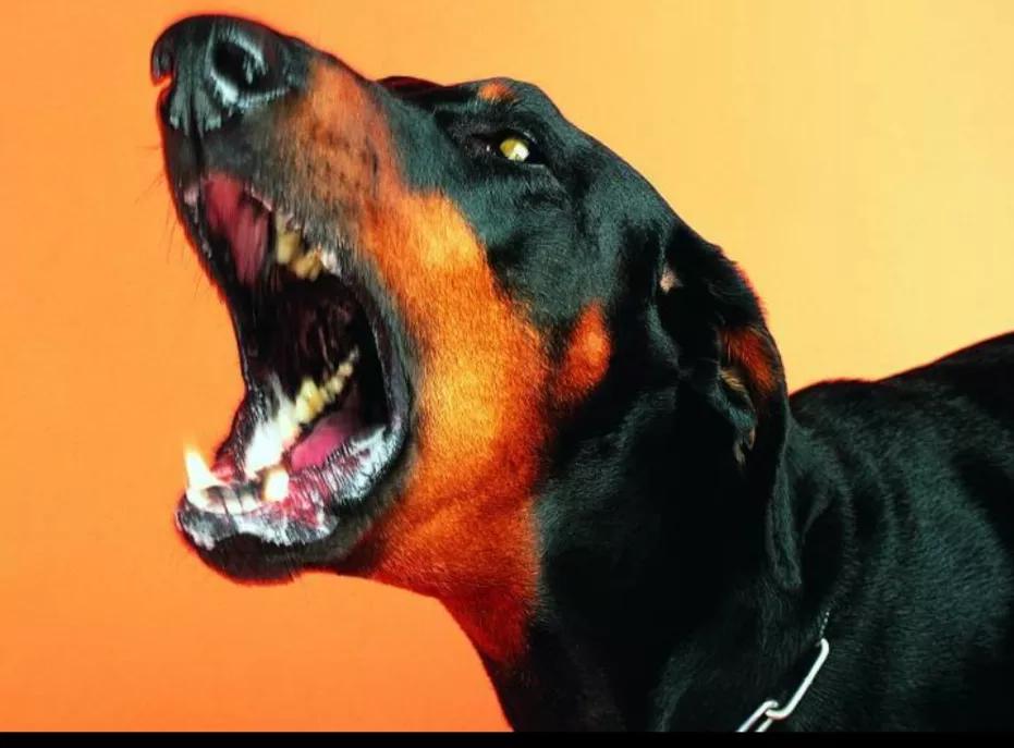 经常跟狗亲密接触能得病吗,人和狗亲密接触会传染细菌吗