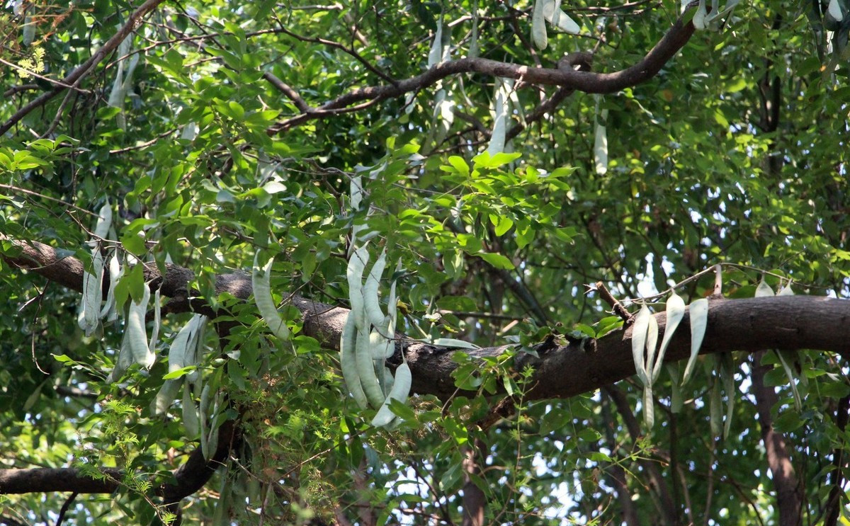 皂角树有什么作用与功效,皂角树的作用与功效是什么