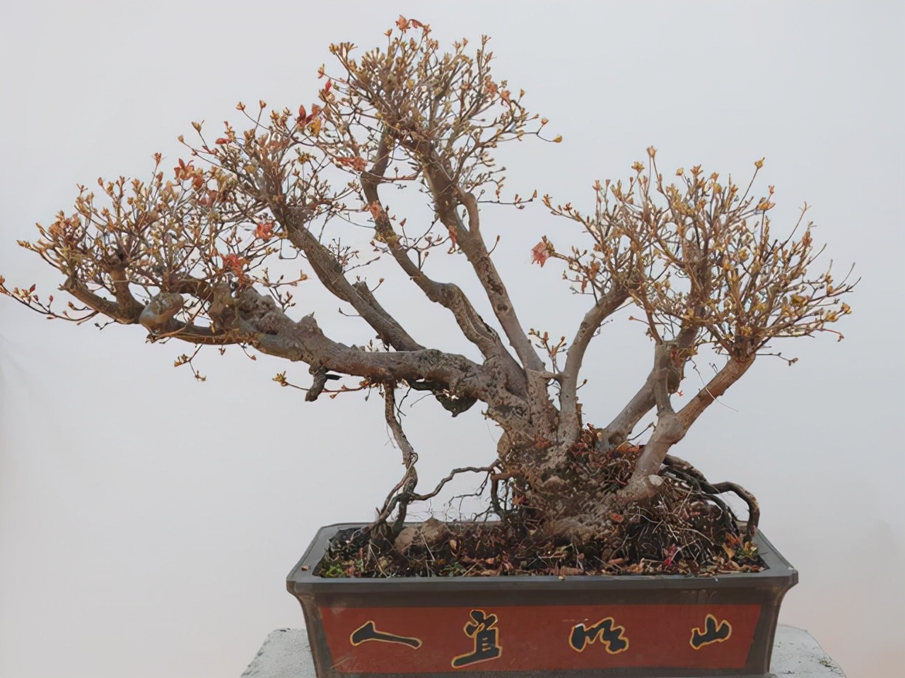 哪些花卉爱阳光浓香好养,喜阴凉的花卉都有哪些好养的