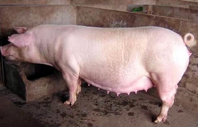 猪场繁殖篇:母猪查情工作纪要