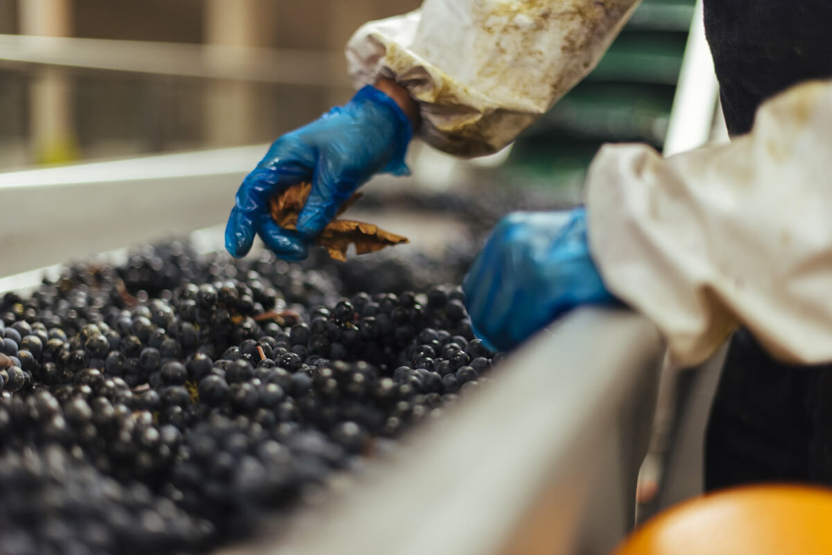 葡萄酒是怎么酿造出来的视频,葡萄酒是如何酿造的书籍