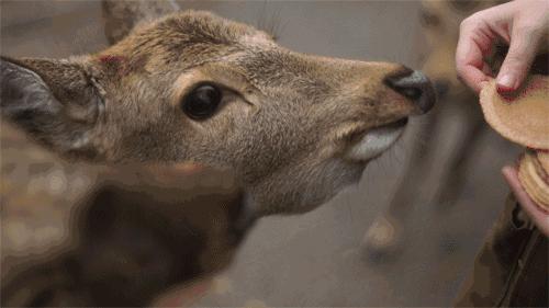 东南花都花博园全新升级鹿岛公园,东南花都花博园导览图