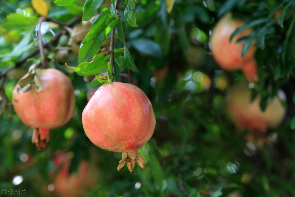盆栽观果植物有哪些,观果植物具备哪些特征