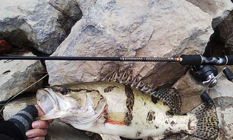 手竿钓鲢鳙7米2选择什么鱼竿,钓翘嘴9米鱼竿和10米鱼竿选择