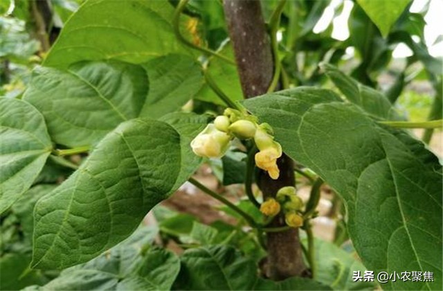 芸豆双株栽培有什么优点和缺点,芸豆移苗栽培还是下种栽培好