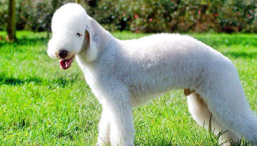 狗狗调皮变成蓝精灵，铲屎官崩溃救助兽医：这可咋办？