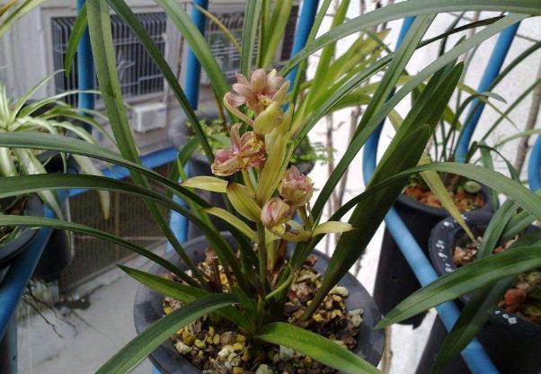 冬天什么时候买花最好,冬天买花注意事项