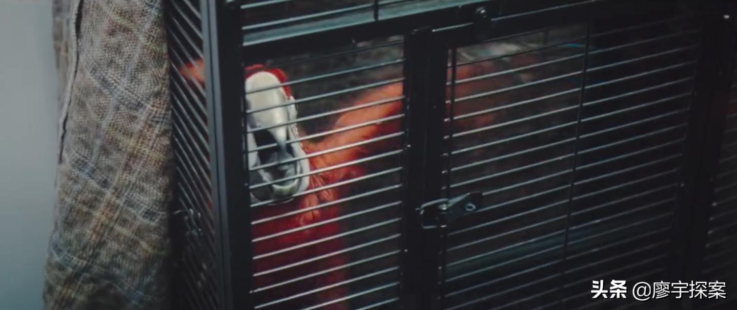 名侦探鹦鹉,名侦探鹦鹉破案