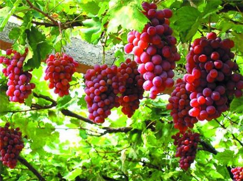 清洗葡萄的正确方法青葡萄,清洗葡萄的正确做法