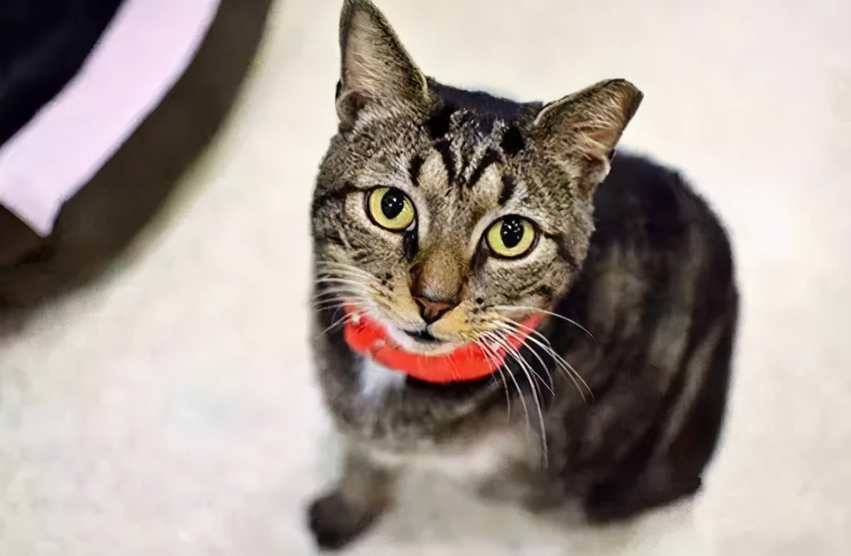 如果你遇到了流浪猫,遇见警惕性很高的流浪猫该怎么救