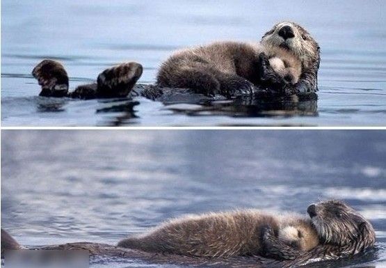 海獭吃海胆其实是在拯救海洋,海獭吃海胆和贝类