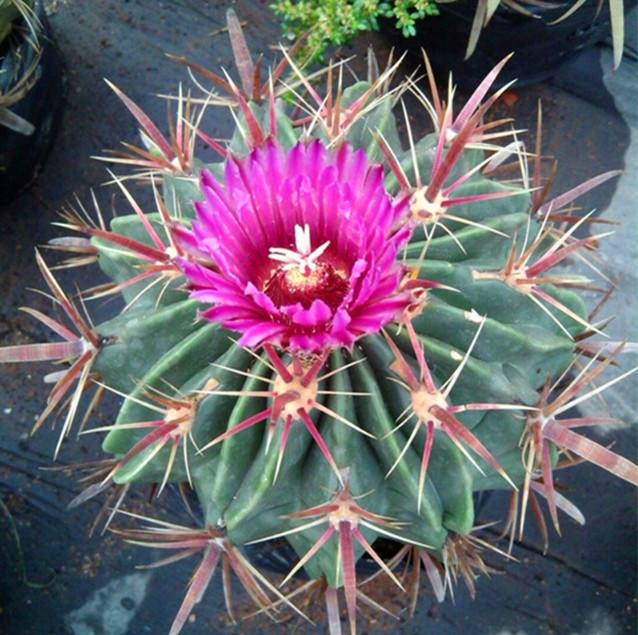 101仙人球,101个仙人球品种