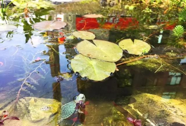 鱼池如何改造成花池,花池改鱼池如何做过滤