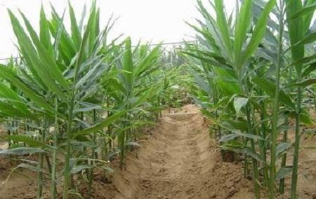 大棚生姜种植方法和最佳时间,大棚无土生姜栽培