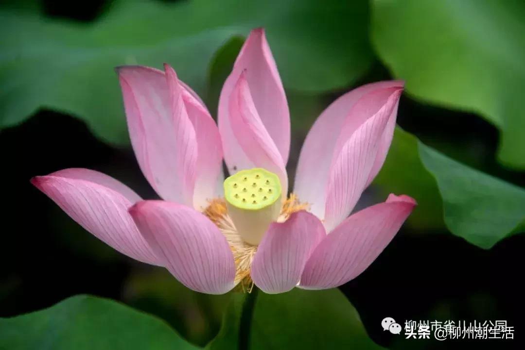 柳州哪里有免费花海,柳州花海紫荆花真实视频