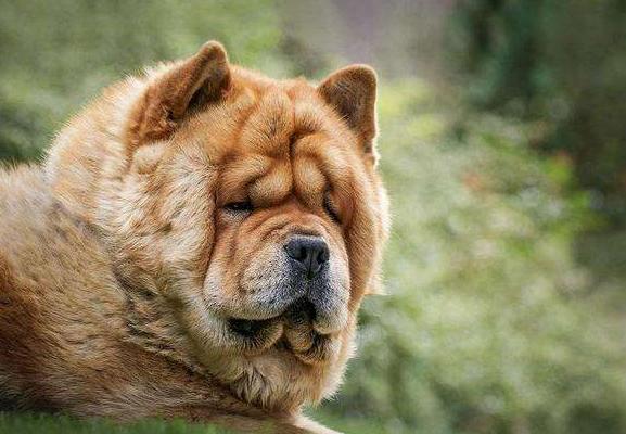 养松狮犬的十大好处,松狮犬为什么很少