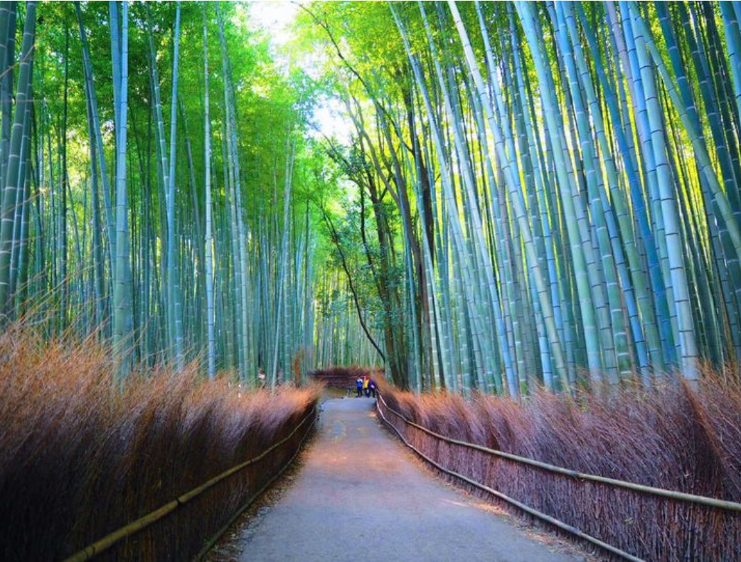 cnn评选出的日本最美的31个景点,cnn评选世界十大旅游地