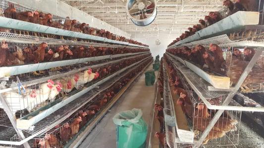 鸡过冬的正确方法,鸡群冬季通风和温度