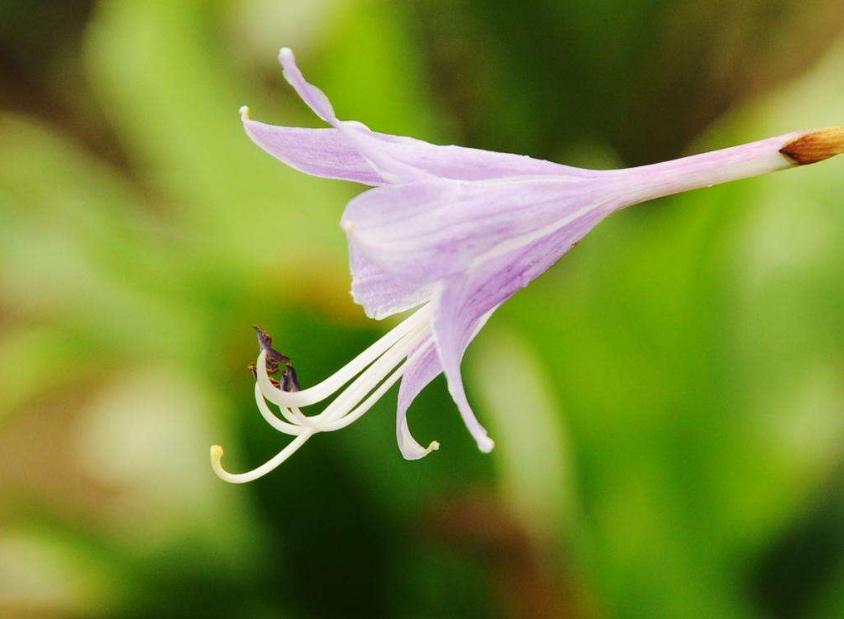 古诗暗香,诗《暗香》