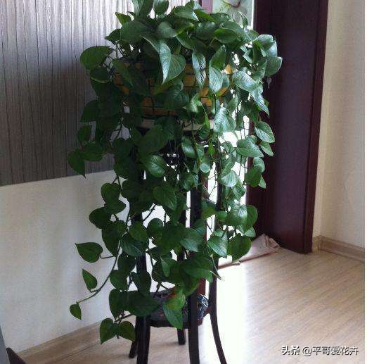 绿萝浇这三种水疯长,绿萝用淘米水浇花的正确方法