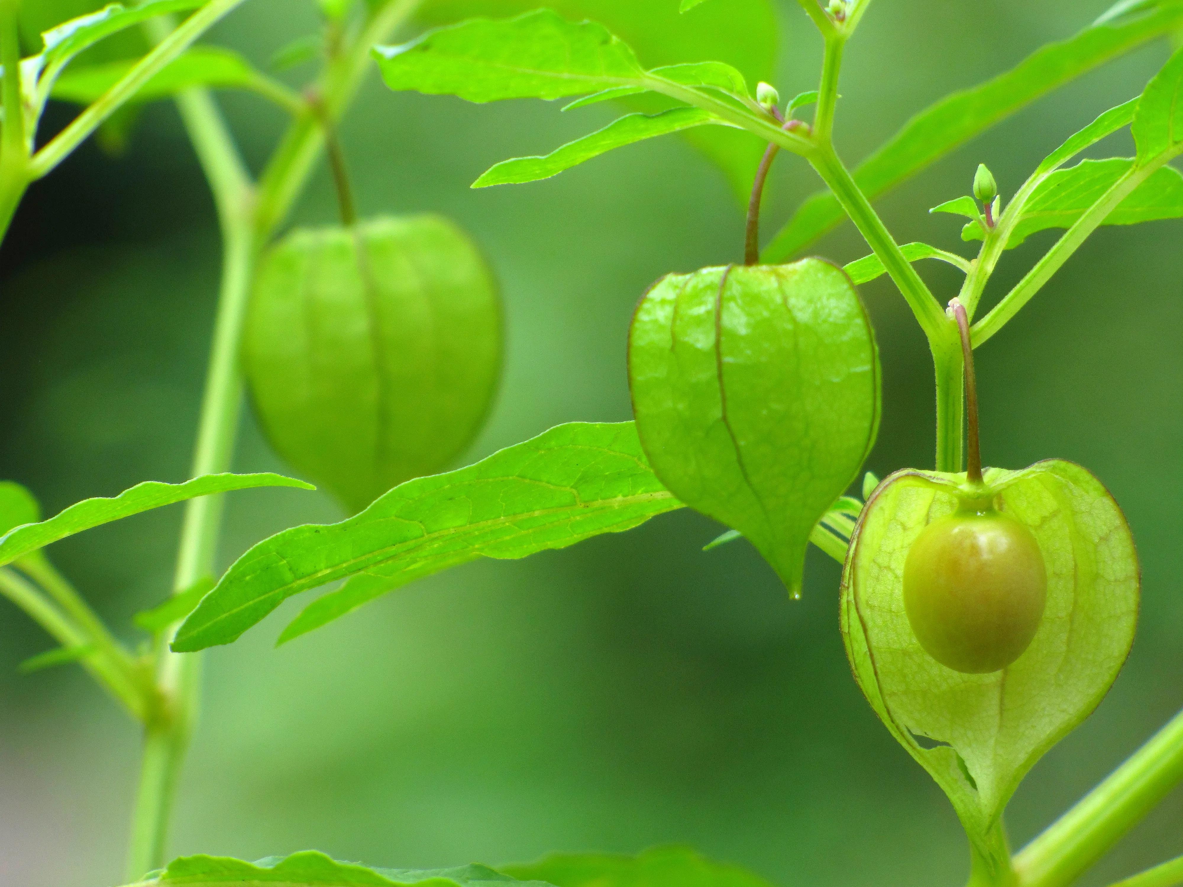 生物相册：姑娘还是菇茑？这水果，世界各地有39种