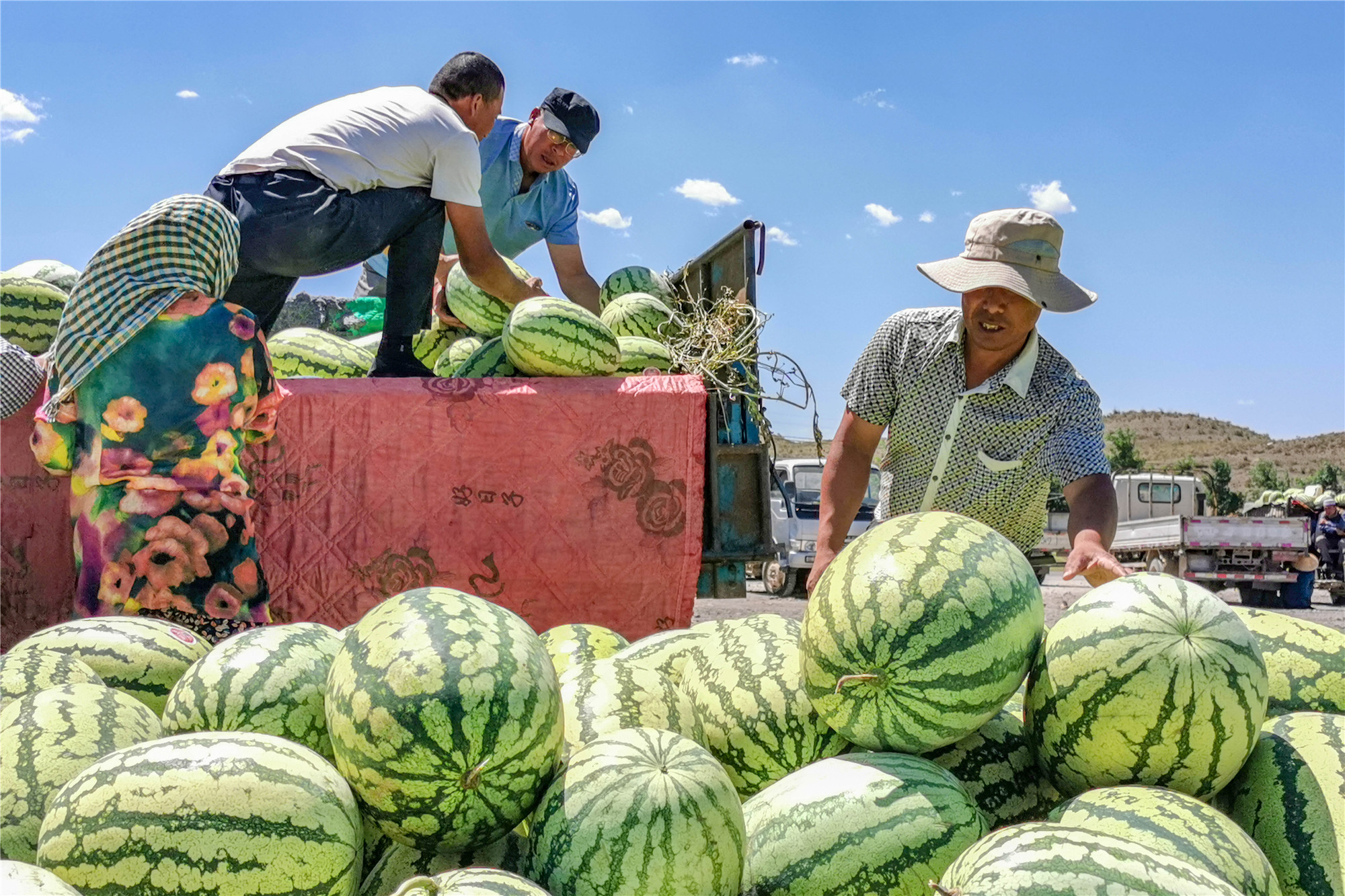 禁种戈壁西瓜的原因,戈壁西瓜为什么禁种