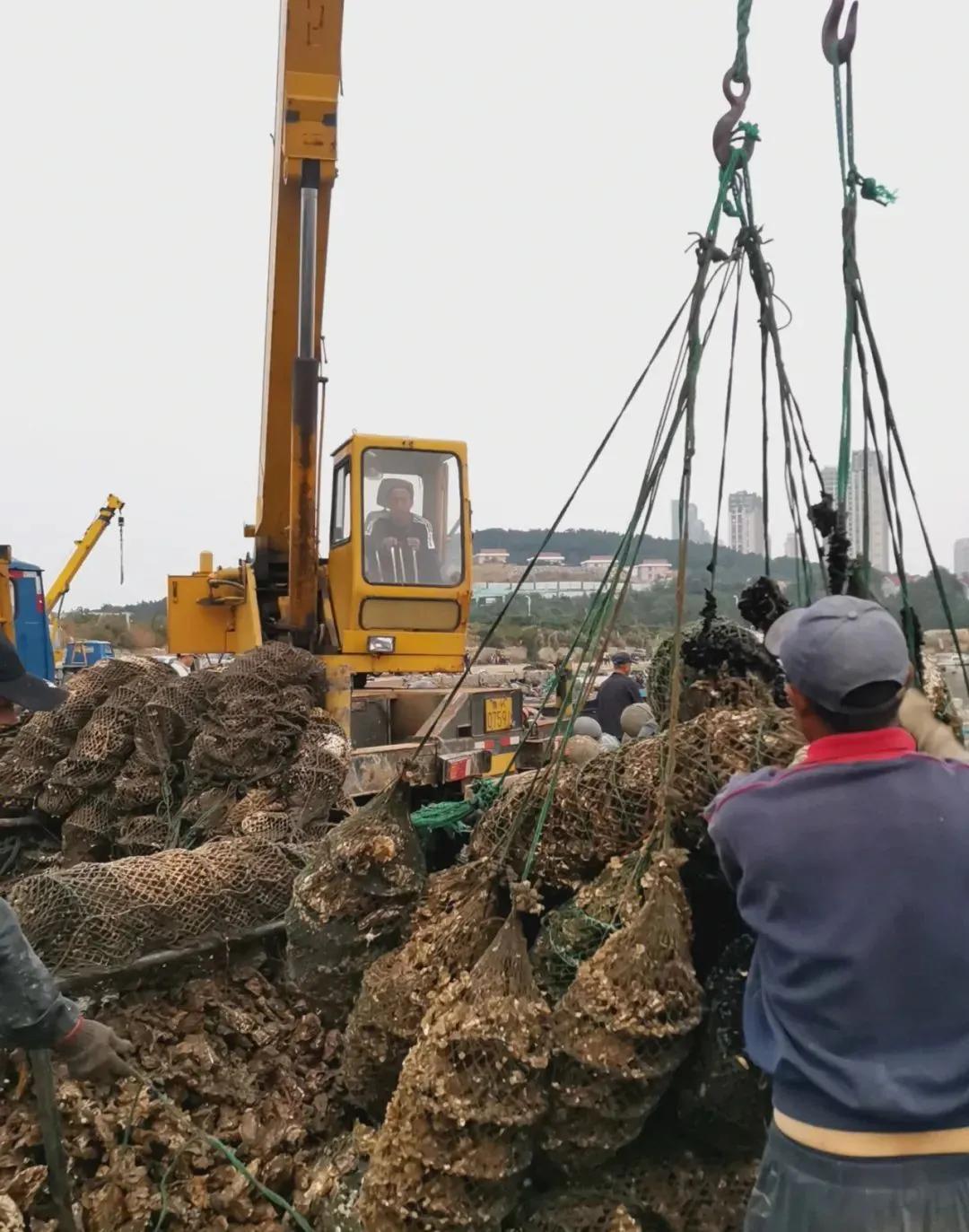 威海生蚝都是乳山生蚝吗,山东威海乳山生蚝牡蛎