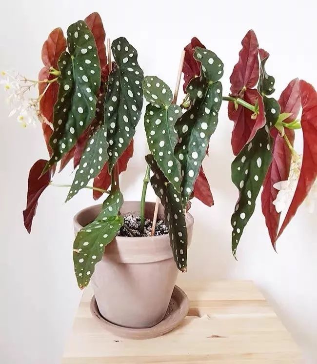 94种常见唯美观叶植物,会开花的绿色硬叶植物