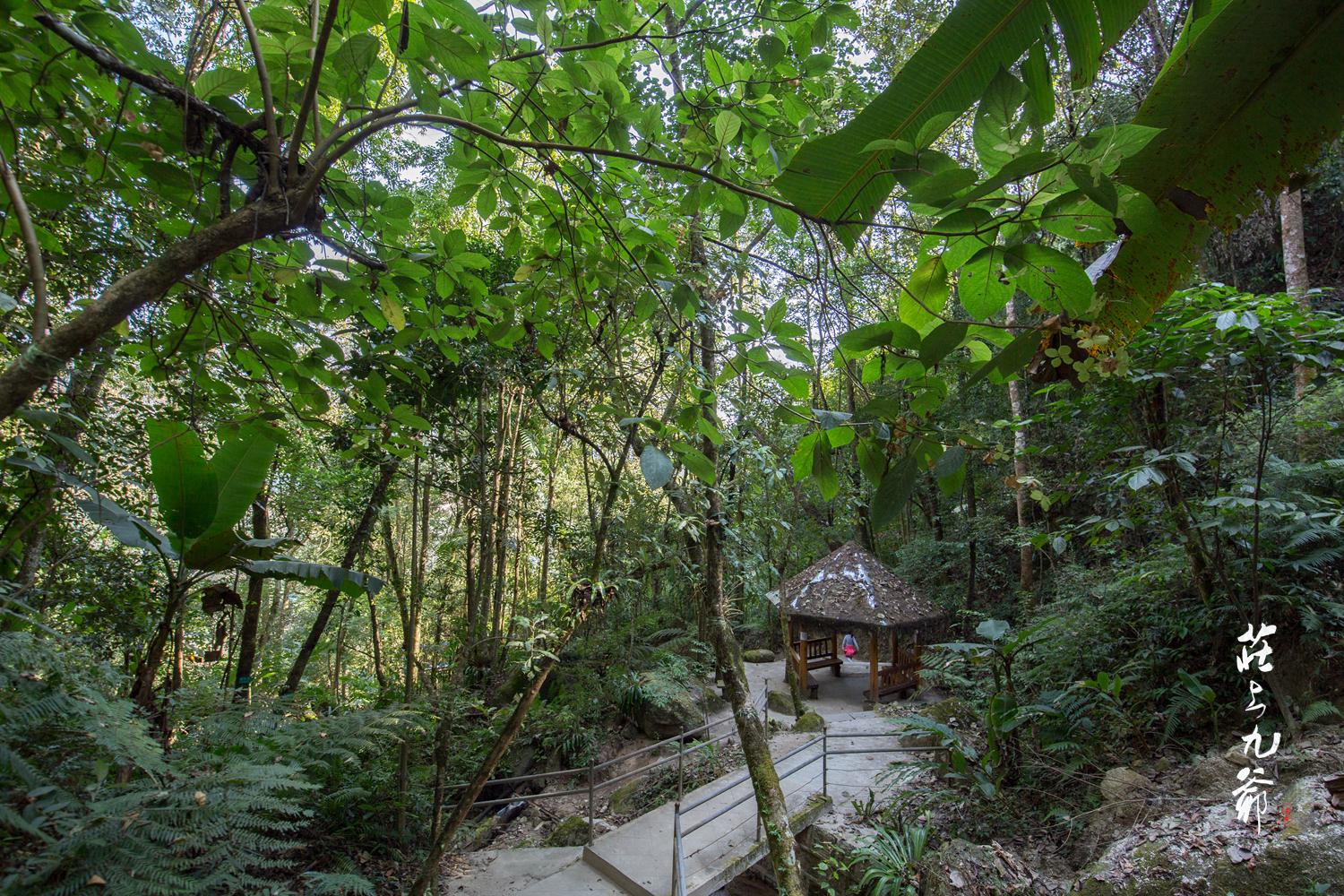 高黎贡山秘境森林,高黎贡山樱花谷温泉